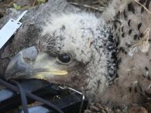 W całej Polsce trwa sezon obrączkowania bielików - Haliaeetus albicilla.