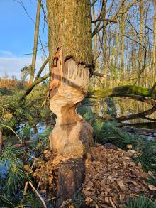 Leśni inżynierowie – dwa oblicza