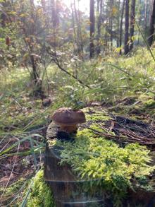 Las nie śpieszy się nigdzie